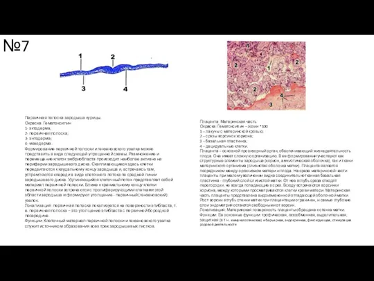 №7 Первичная полоска зародыша курицы. Окраска: Гематоксилин 1- эктодерма; 2-