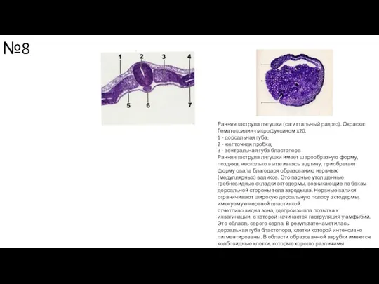 №8 Ранняя гаструла лягушки (сагиттальный разрез). Окраска: Гематоксилин-пикрофуксином х20. 1