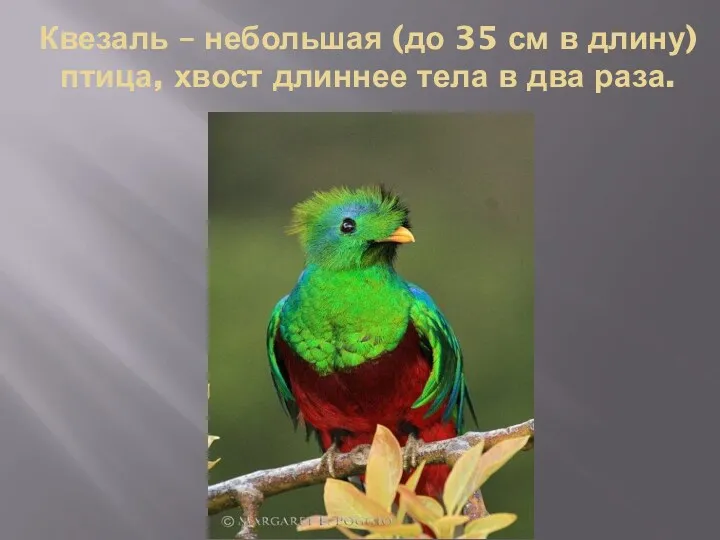 Квезаль – небольшая (до 35 см в длину) птица, хвост длиннее тела в два раза.