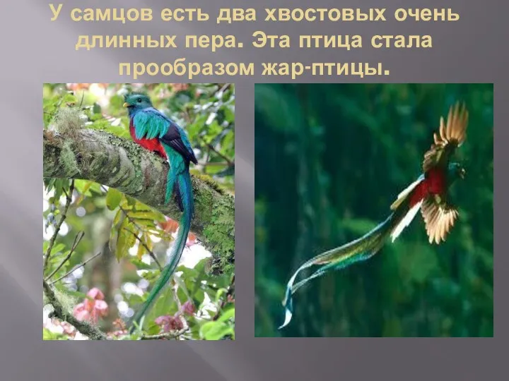 У самцов есть два хвостовых очень длинных пера. Эта птица стала прообразом жар-птицы.