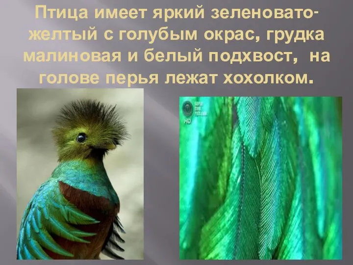 Птица имеет яркий зеленовато-желтый с голубым окрас, грудка малиновая и