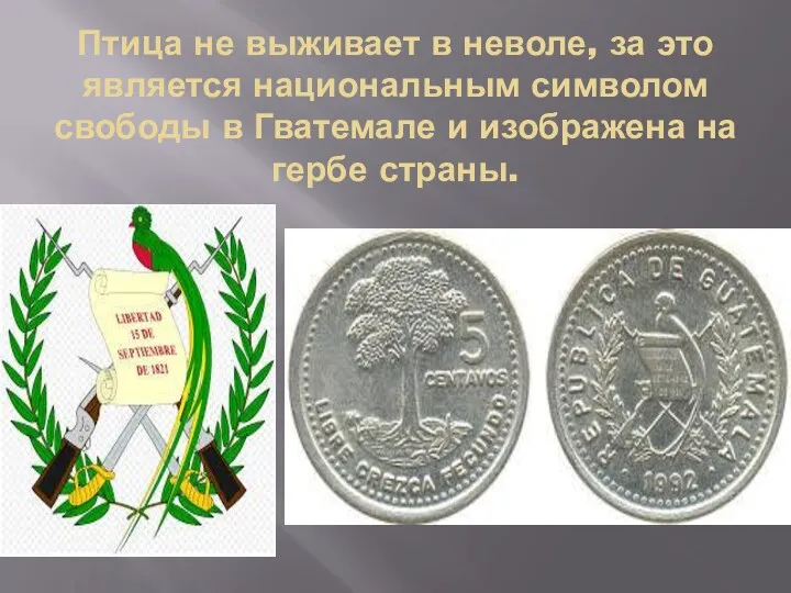 Птица не выживает в неволе, за это является национальным символом свободы в Гватемале