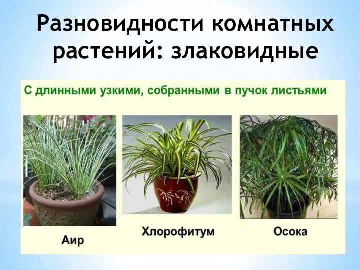 Разновидности комнатных растений: злаковидные