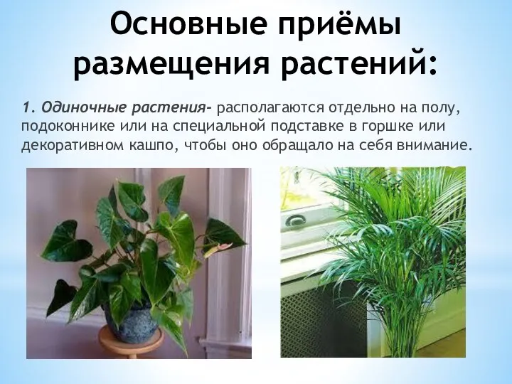 Основные приёмы размещения растений: 1. Одиночные растения- располагаются отдельно на полу, подоконнике или