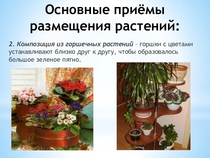 Основные приёмы размещения растений: 2. Композиция из горшечных растений – горшки с цветами