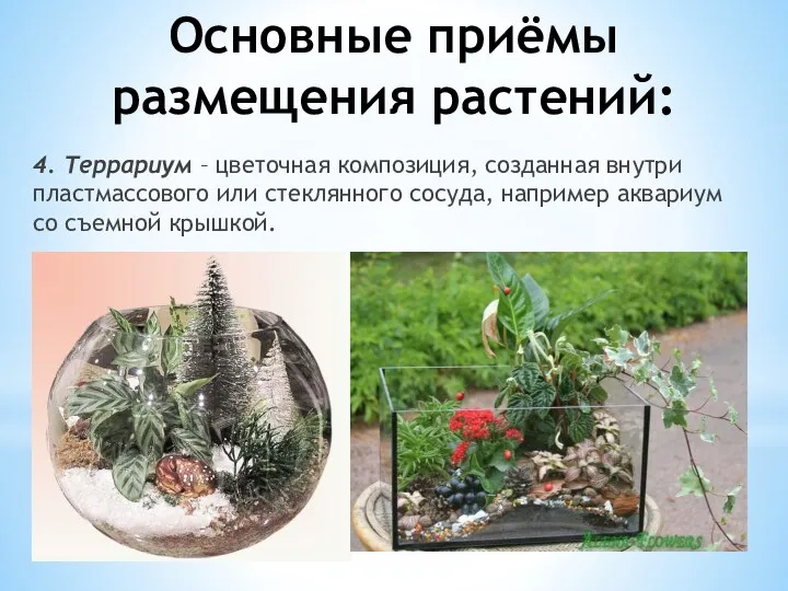 Основные приёмы размещения растений: 4. Террариум – цветочная композиция, созданная внутри пластмассового или