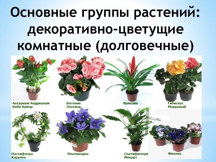 Основные группы растений: декоративно-цветущие комнатные (долговечные)