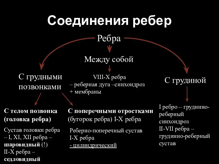 Соединения ребер С грудными позвонками С грудиной Между собой Ребра