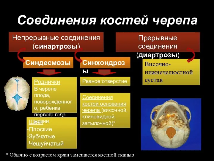 Соединения костей черепа Непрерывные соединения (синартрозы) Прерывные соединения (диартрозы) Швы: