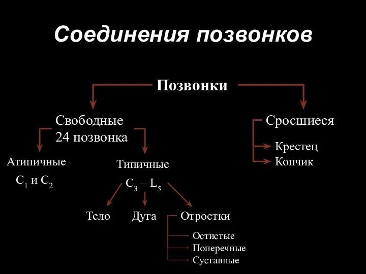 Соединения позвонков Позвонки Свободные 24 позвонка Сросшиеся Крестец Копчик Атипичные