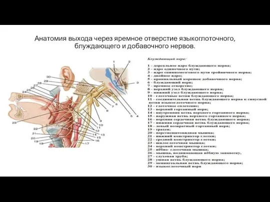 Анатомия выхода через яремное отверстие языкоглоточного, блуждающего и добавочного нервов.