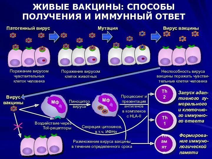 ЖИВЫЕ ВАКЦИНЫ: СПОСОБЫ ПОЛУЧЕНИЯ И ИММУННЫЙ ОТВЕТ Секреция цитокинов, в