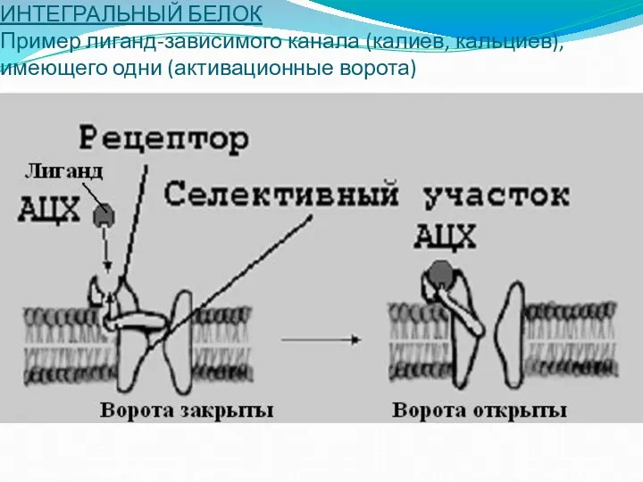 ИНТЕГРАЛЬНЫЙ БЕЛОК Пример лиганд-зависимого канала (калиев, кальциев), имеющего одни (активационные ворота)