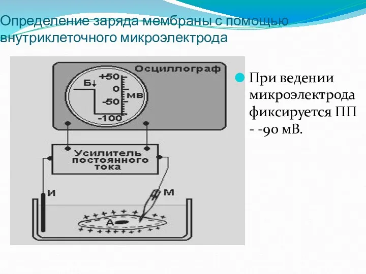 Определение заряда мембраны с помощью внутриклеточного микроэлектрода При ведении микроэлектрода фиксируется ПП - -90 мВ.