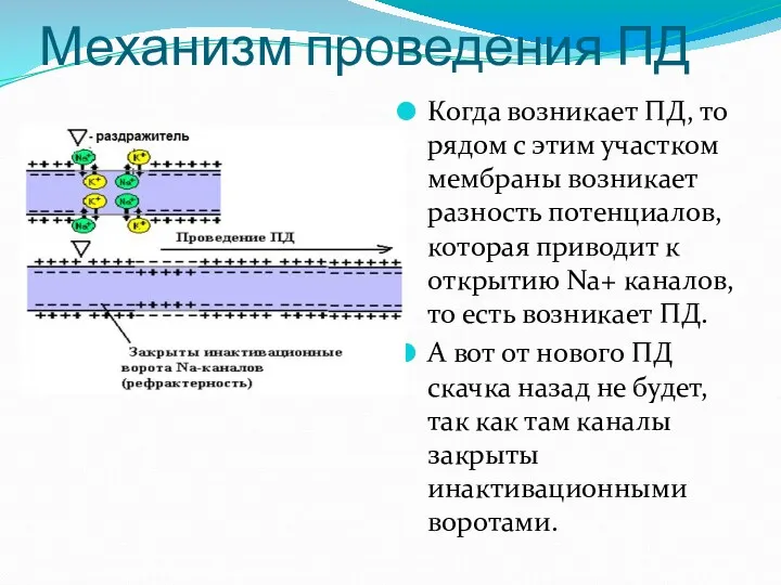 Механизм проведения ПД Когда возникает ПД, то рядом с этим