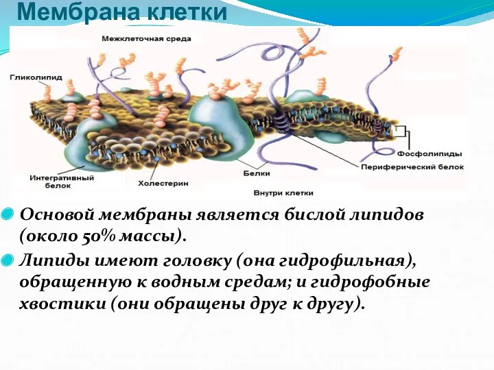 Мембрана клетки Основой мембраны является бислой липидов (около 50% массы). Липиды имеют головку
