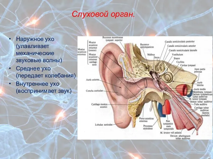 Слуховой орган. Наружное ухо (улавливает механические звуковые волны) Среднее ухо (передает колебания) Внутреннее ухо (воспринимает звук)