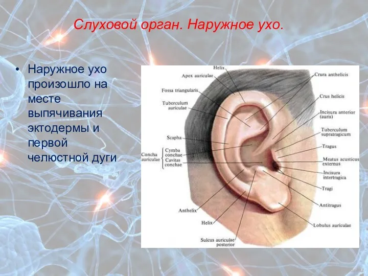 Слуховой орган. Наружное ухо. Наружное ухо произошло на месте выпячивания эктодермы и первой челюстной дуги