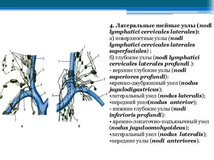 4. Латеральные шейные узлы (nodi lymphatici cerviсales laterales): а) поверхностные