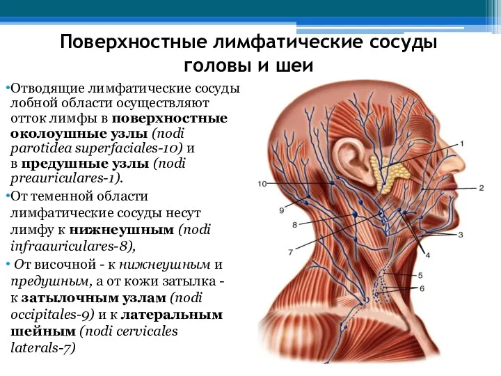 Поверхностные лимфатические сосуды головы и шеи Отводящие лимфатические сосуды лобной