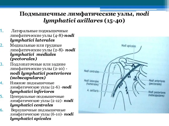 Подмышечные лимфатические узлы, nodi lymphatici axillares (15-40) Латеральные подмышечные лимфатические