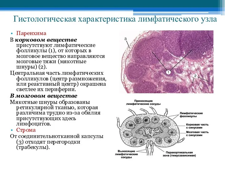 Гистологическая характеристика лимфатического узла Паренхима В корковом веществе присутствуют лимфатические