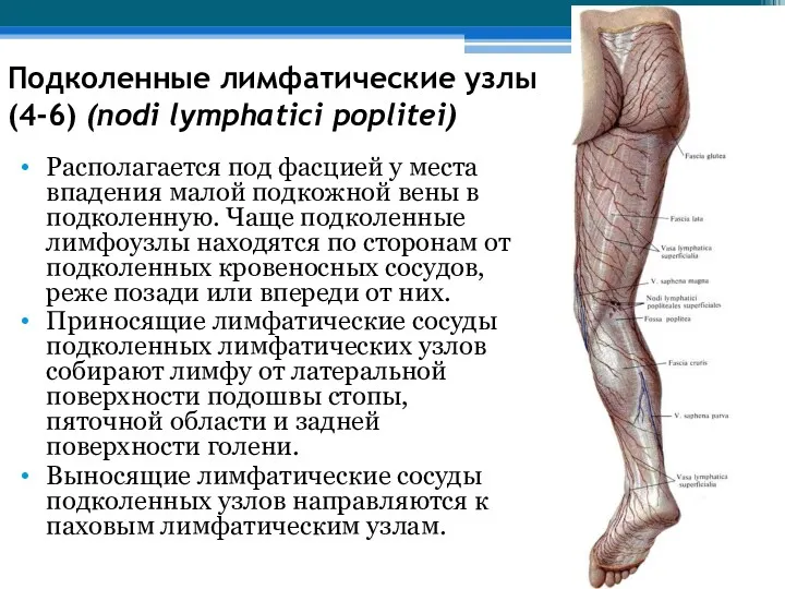 Подколенные лимфатические узлы (4-6) (nodi lymphatici poplitei) Располагается под фасцией