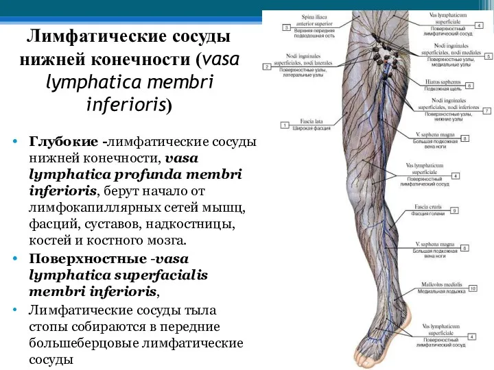 Лимфатические сосуды нижней конечности (vasa lymphatica membri inferioris) Глубокие -лимфатические