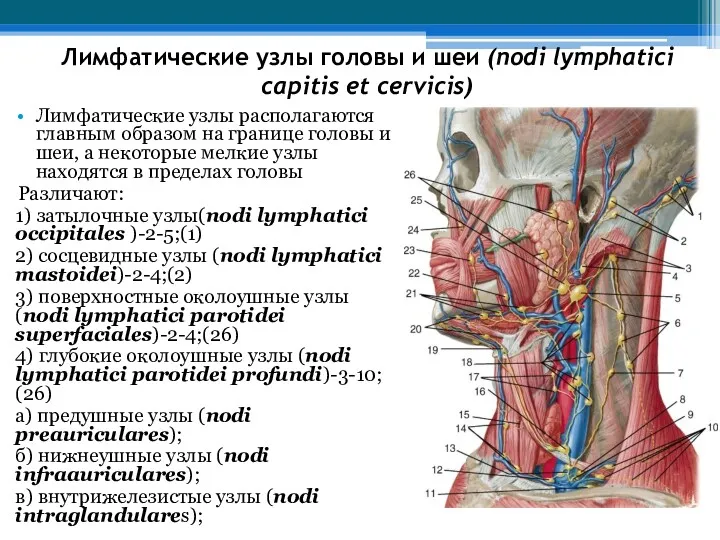 Лимфатические узлы головы и шеи (nodi lymphatici capitis et cerviсis)