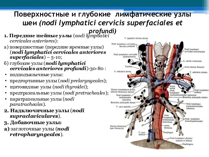 Поверхностные и глубокие лимфатические узлы шеи (nodi lymphatici cerviсis superfaciales