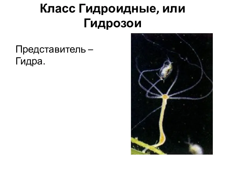 Класс Гидроидные, или Гидрозои Представитель – Гидра.