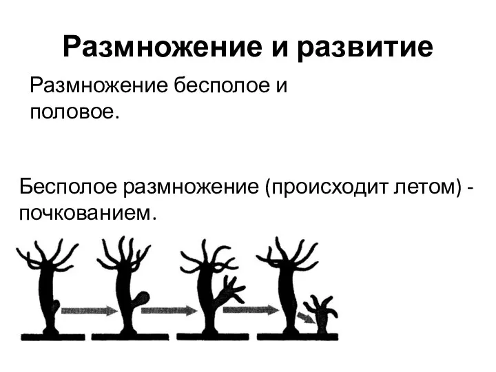 Размножение и развитие Размножение бесполое и половое. Бесполое размножение (происходит летом) - почкованием.