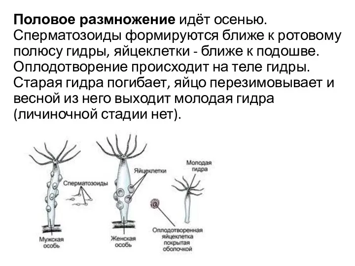 Половое размножение идёт осенью. Сперматозоиды формируются ближе к ротовому полюсу