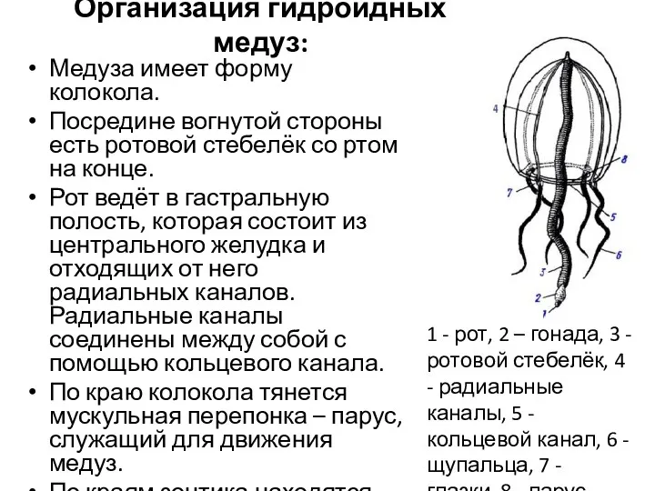 Организация гидроидных медуз: Медуза имеет форму колокола. Посредине вогнутой стороны