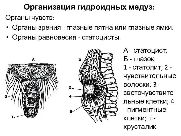 Организация гидроидных медуз: Органы чувств: Органы зрения - глазные пятна