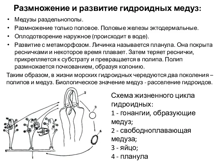 Размножение и развитие гидроидных медуз: Медузы раздельнополы. Размножение только половое.