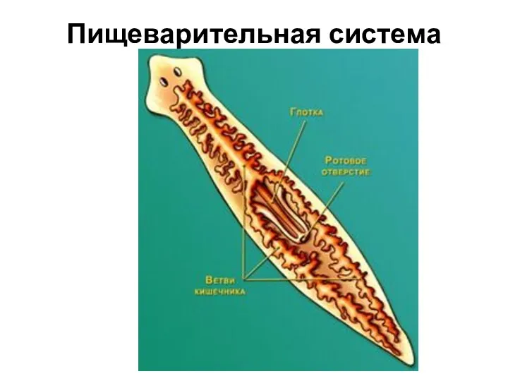 Пищеварительная система