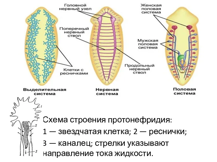 Схема строения протонефридия: 1 — звездчатая клетка; 2 — реснички;