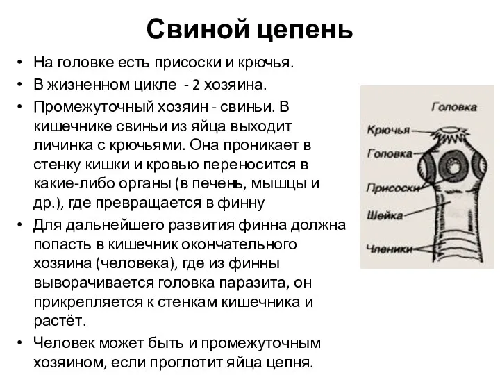 Свиной цепень На головке есть присоски и крючья. В жизненном