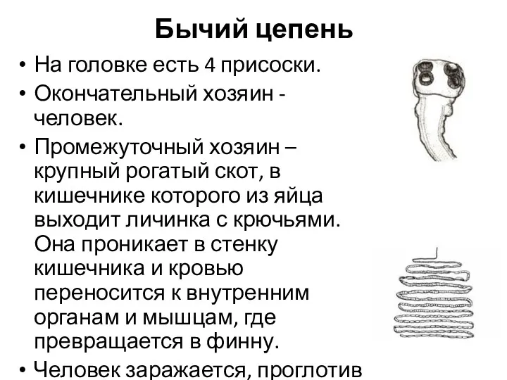 Бычий цепень На головке есть 4 присоски. Окончательный хозяин -