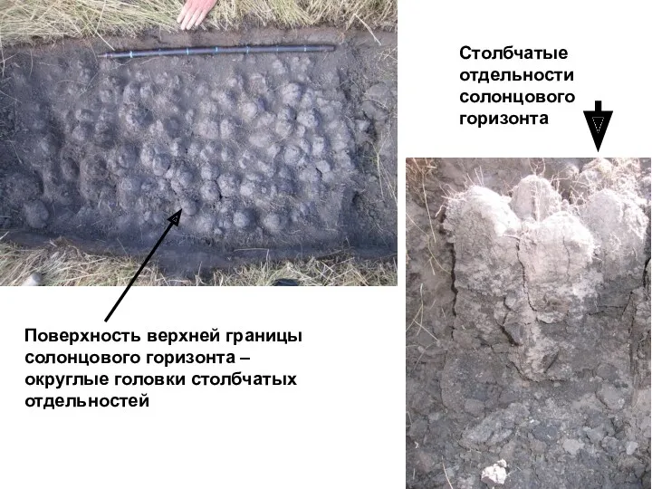 Поверхность верхней границы солонцового горизонта – округлые головки столбчатых отдельностей Столбчатые отдельности солонцового горизонта