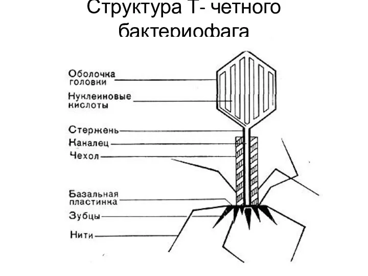 Структура Т- четного бактериофага