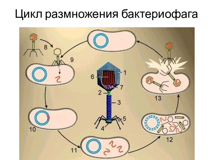 Цикл размножения бактериофага