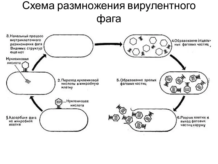 Схема размножения вирулентного фага