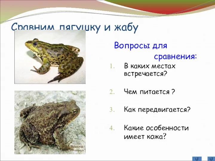 Сравним лягушку и жабу Вопросы для сравнения: В каких местах встречается? Чем питается