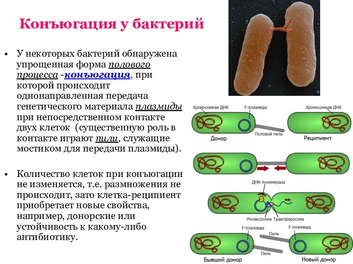 Конъюгация у бактерий У некоторых бактерий обнаружена упрощенная форма полового