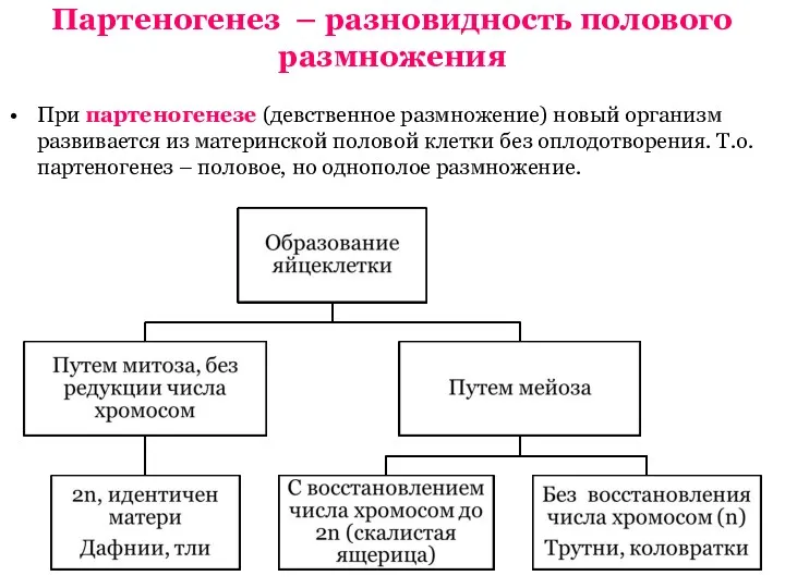 Партеногенез – разновидность полового размножения При партеногенезе (девственное размножение) новый