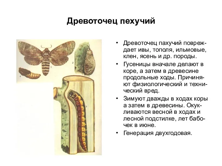 Древоточец пехучий Древоточец пахучий повреж-дает ивы, тополя, ильмовые, клен, ясень