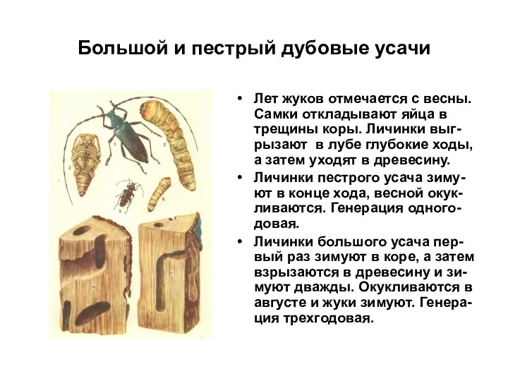 Большой и пестрый дубовые усачи Лет жуков отмечается с весны.