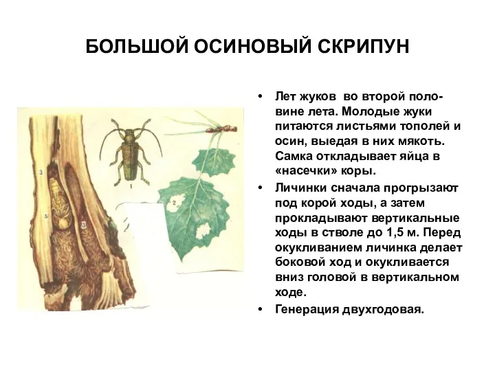 БОЛЬШОЙ ОСИНОВЫЙ СКРИПУН Лет жуков во второй поло-вине лета. Молодые